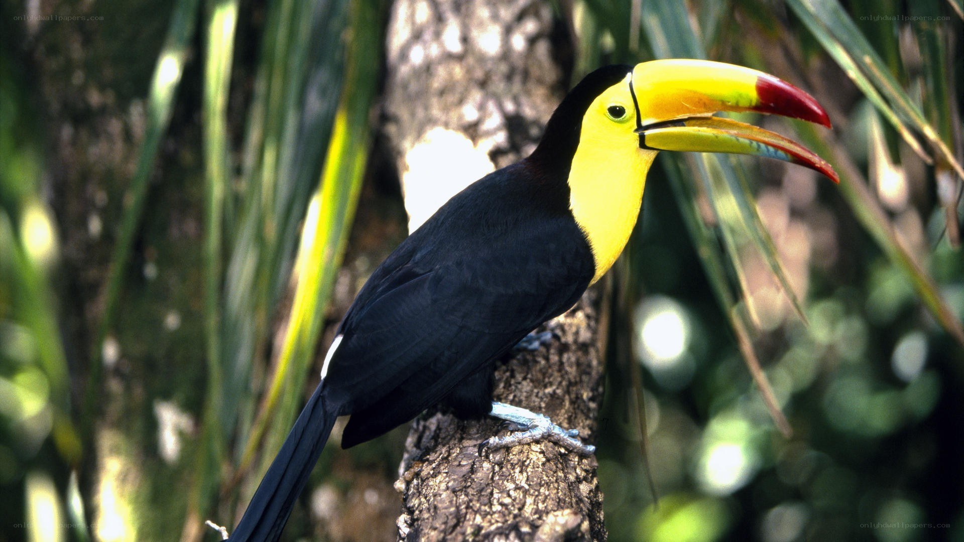 Toco toucan perched on branch