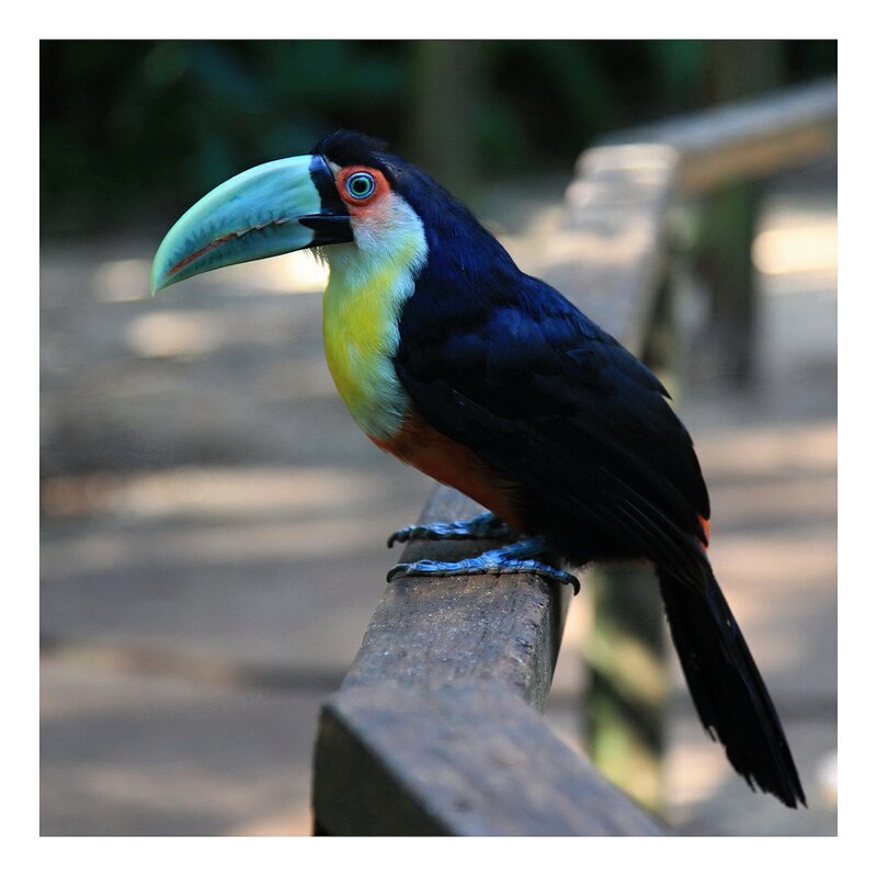 Toco Toucan Perched
