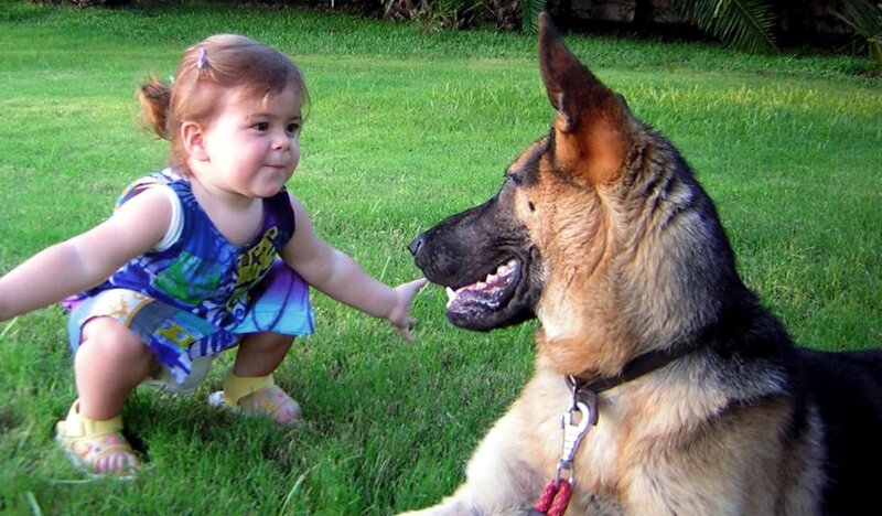 Toddler and German Shepherd