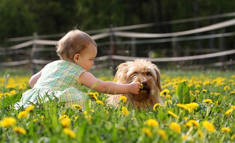 Toddler Feeding Dog