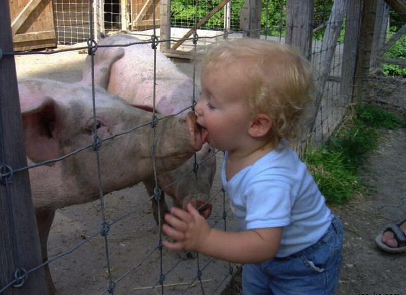 Toddler Feeding Pig