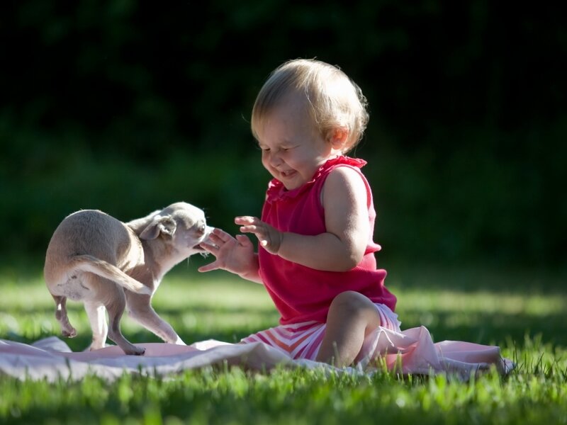 Toddler Playing with Puppy — Green