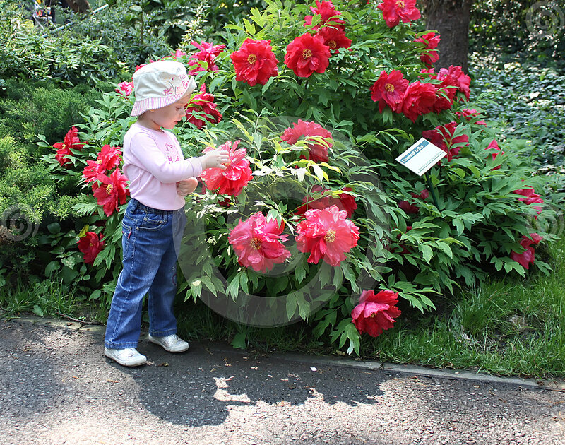 Toddler Touching Flowers