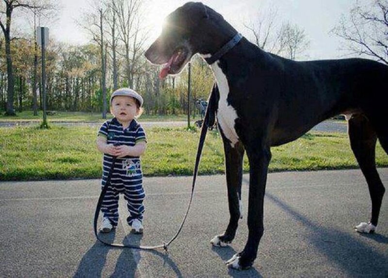 Toddler with Large Dog