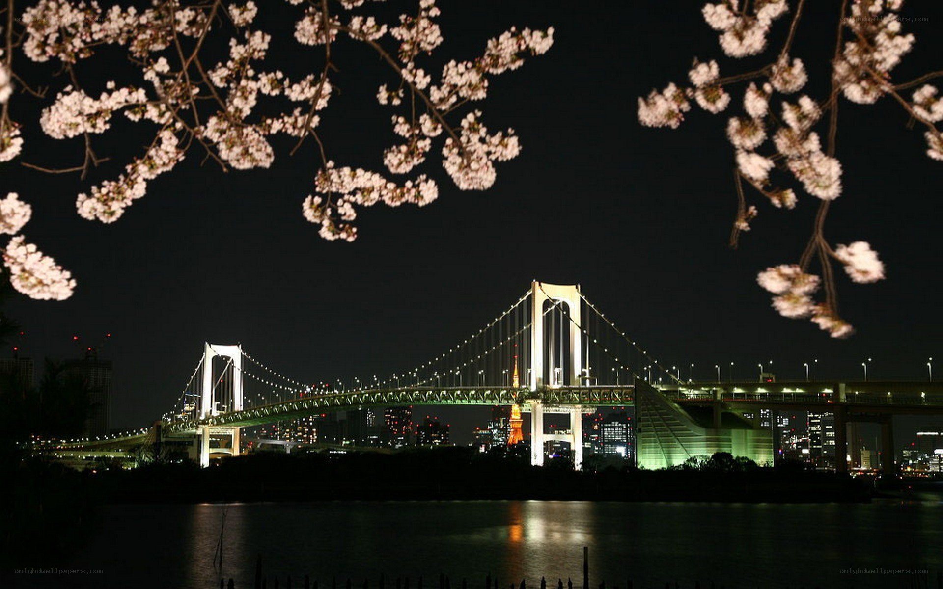 Tokyo at night with cherry blossoms