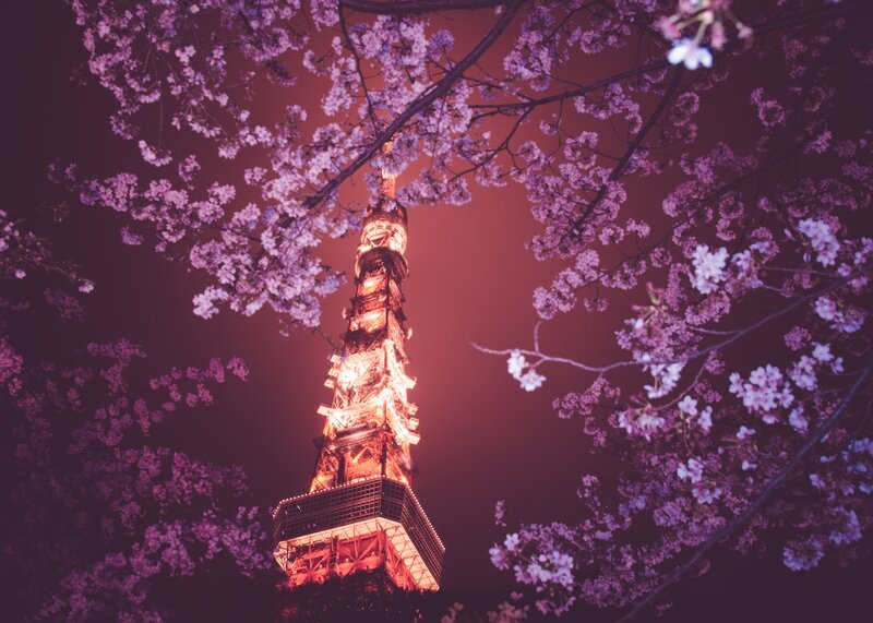 Tokyo Tower at Night — Purple, Serene, Photograph, Cherry Blossoms, Night Sky