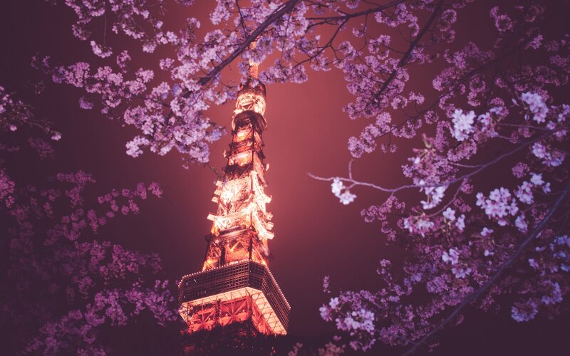Tokyo Tower at night with cherry blossoms