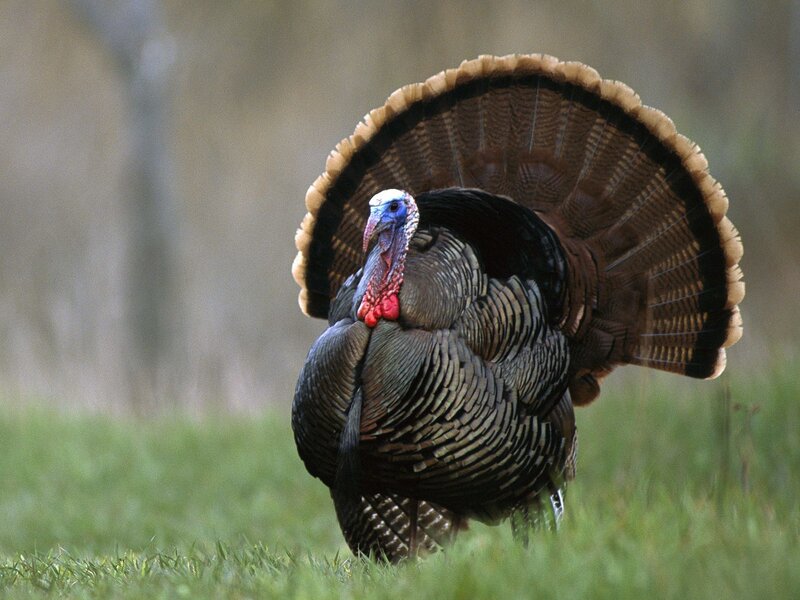 Tom turkey displaying in grass