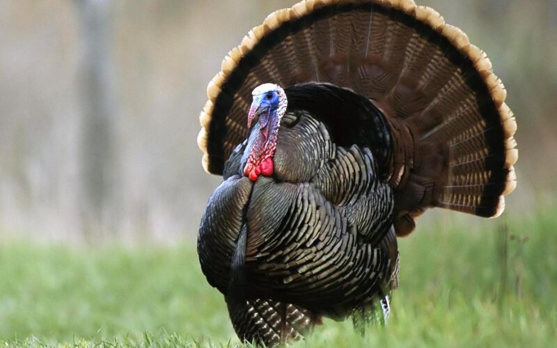 Tom Turkey Displaying