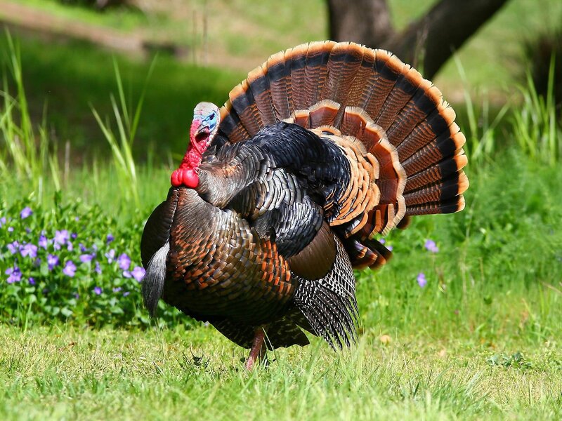 Tom Turkey in Grass — Green