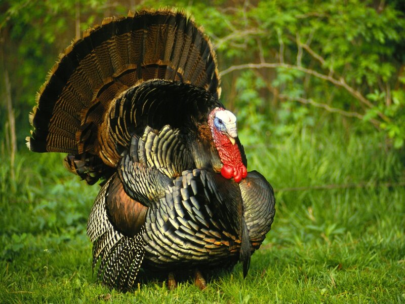 Tom turkey in grass