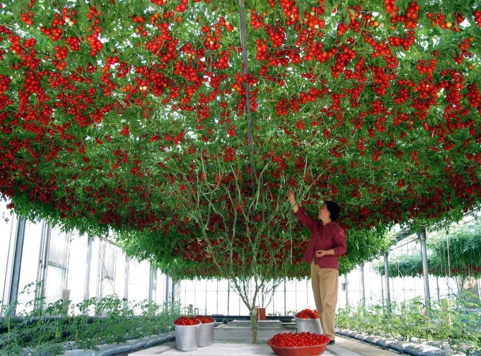 Tomato harvest in greenhouse