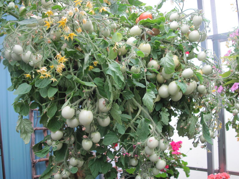 Tomato Plant with Green Fruit