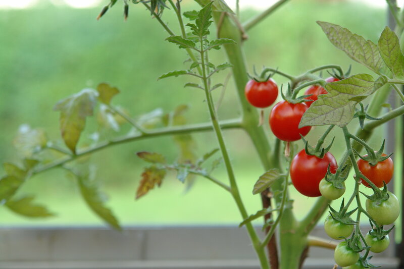 Tomato plant with ripening fruit