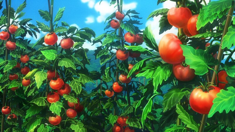 Tomato Plants in Garden — Green