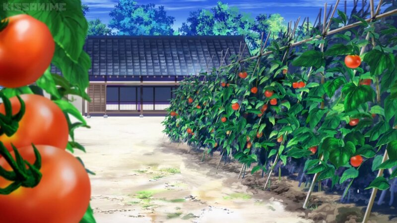 Tomato Plants in Garden