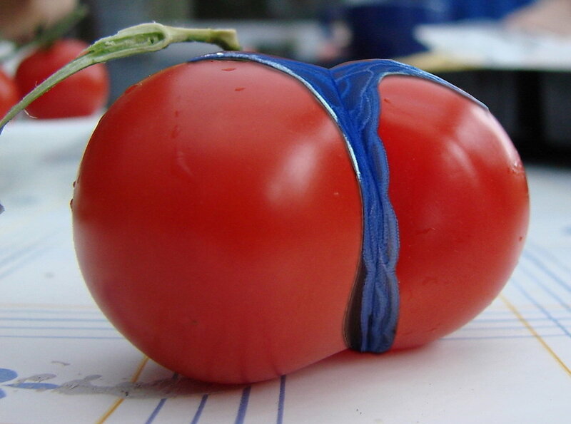 Tomato with blue band