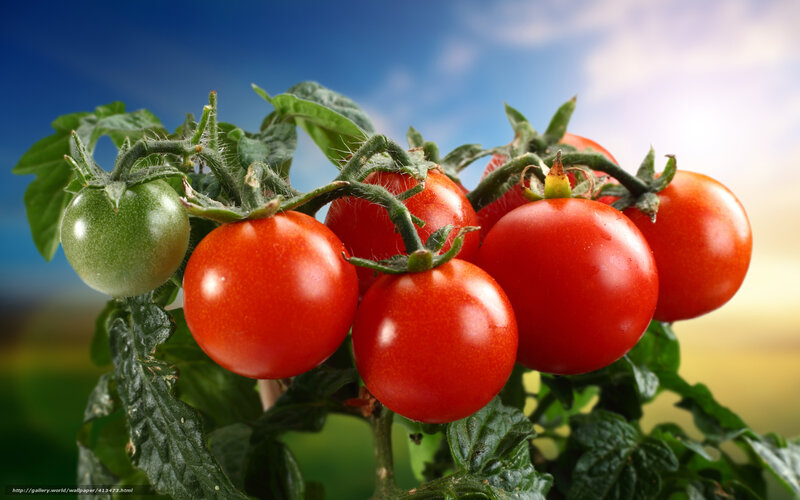 Tomatoes on a Vine
