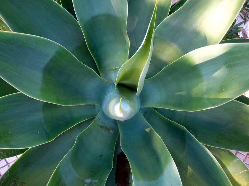 Top-down View of Agave Plant