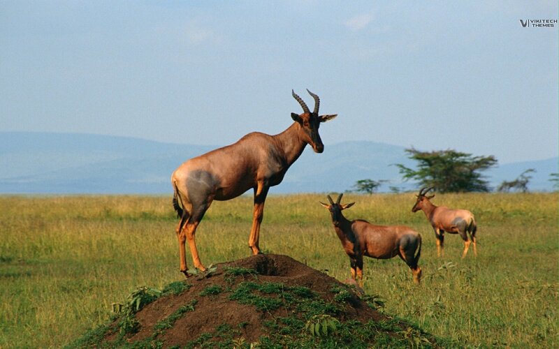 Topi antelope in savanna