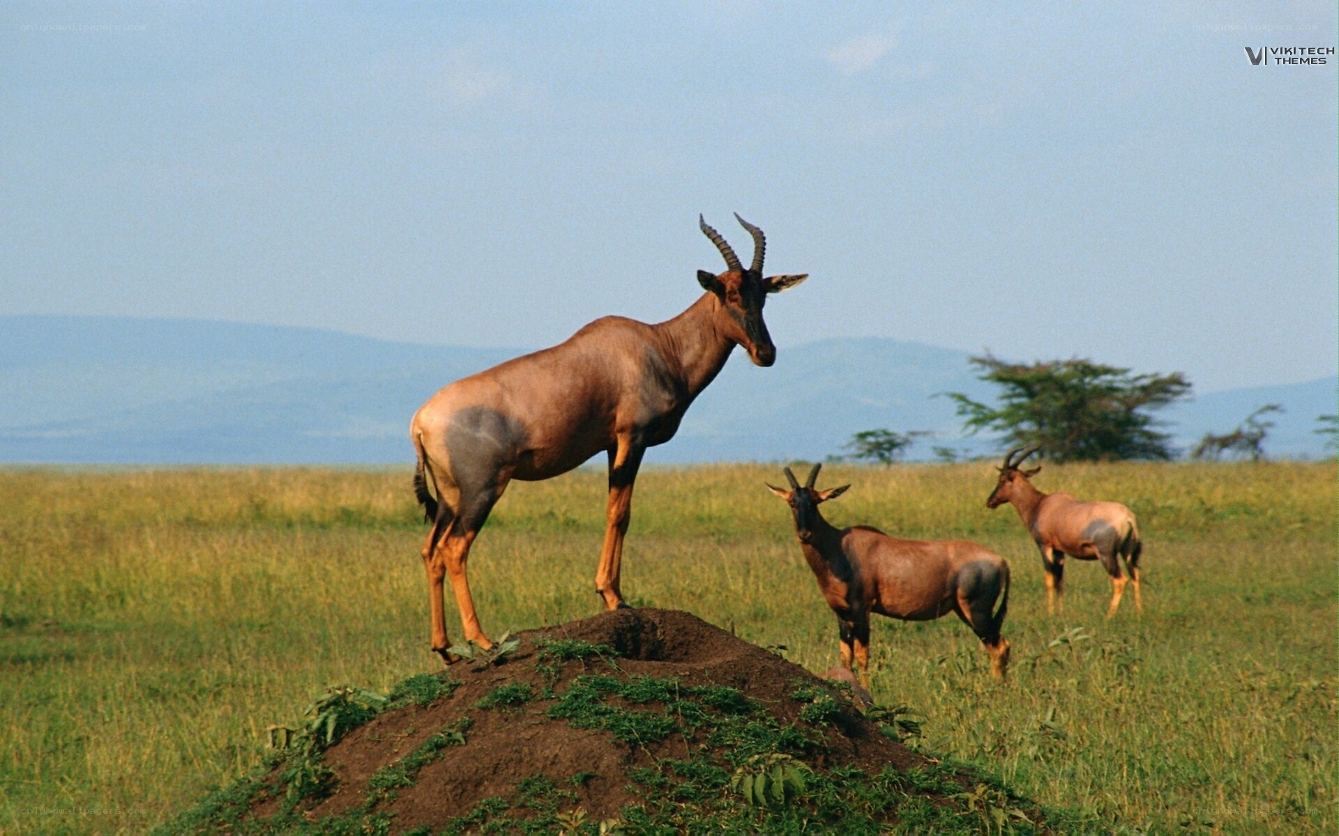Topi antelope in savanna