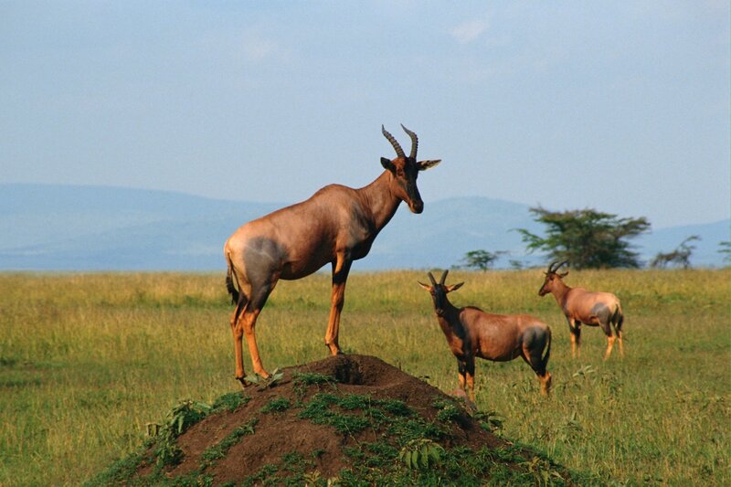 Topi antelopes on a mound