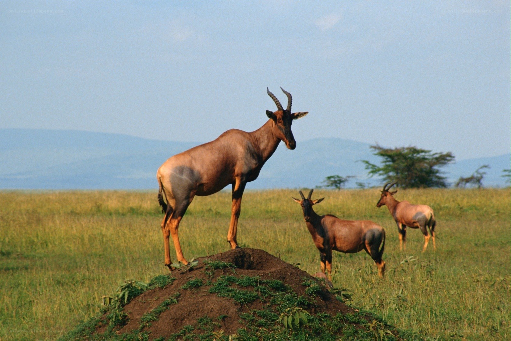 Topi antelopes on a mound