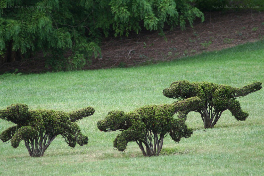 Topiary alligators in a garden