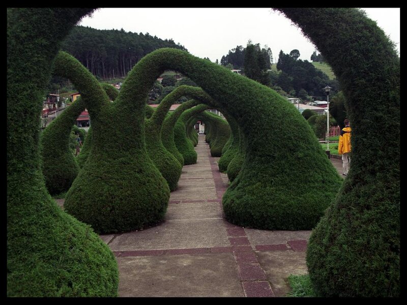 Topiary Arches in Garden
