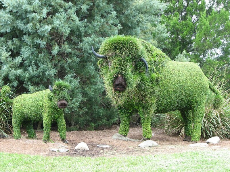 Topiary bison sculptures