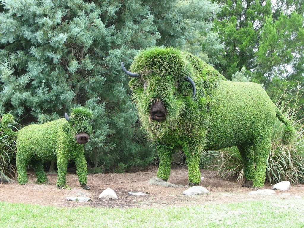 Topiary bison sculptures