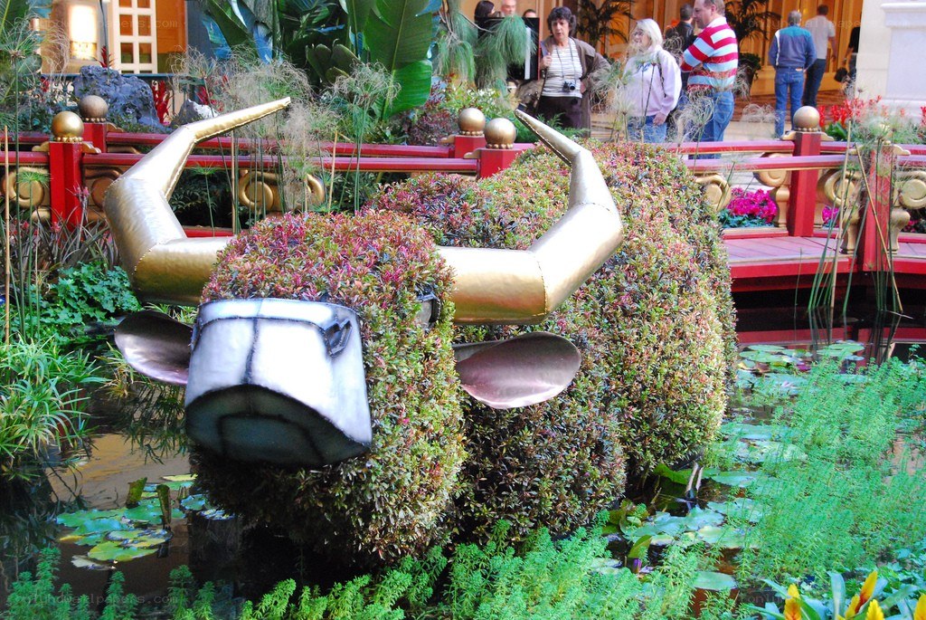 topiary bull sculpture