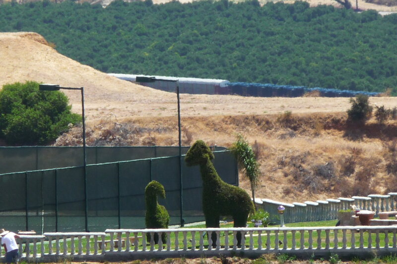 Topiary Giraffes in Garden