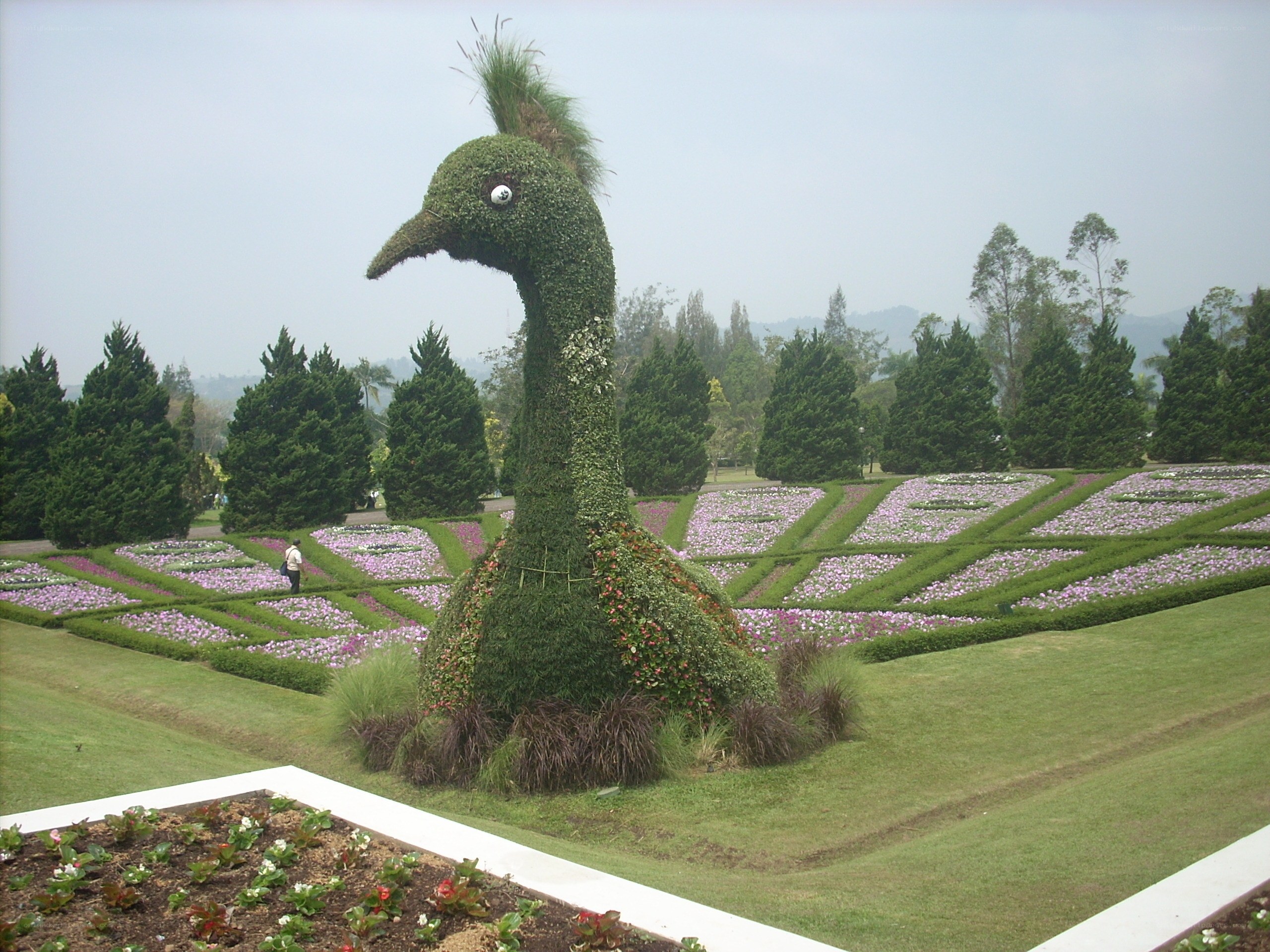 Topiary peacock in a garden