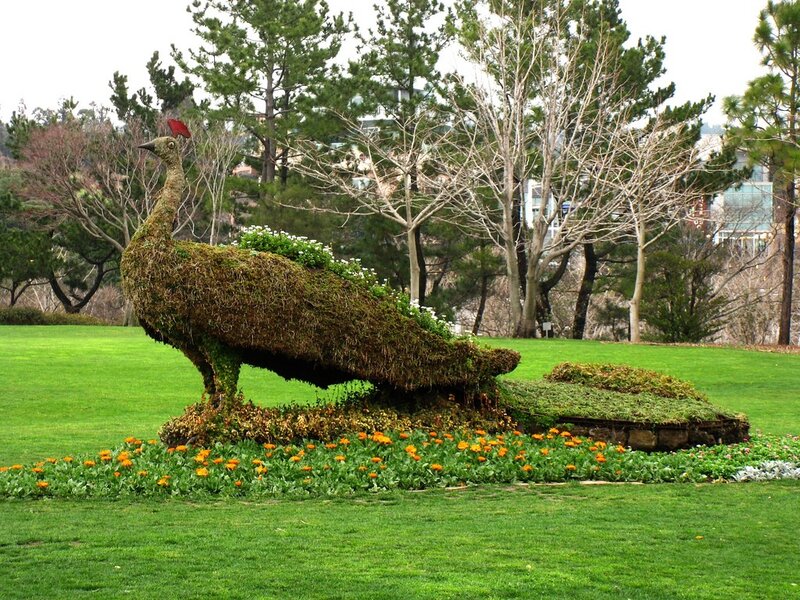 Topiary peacock in a park