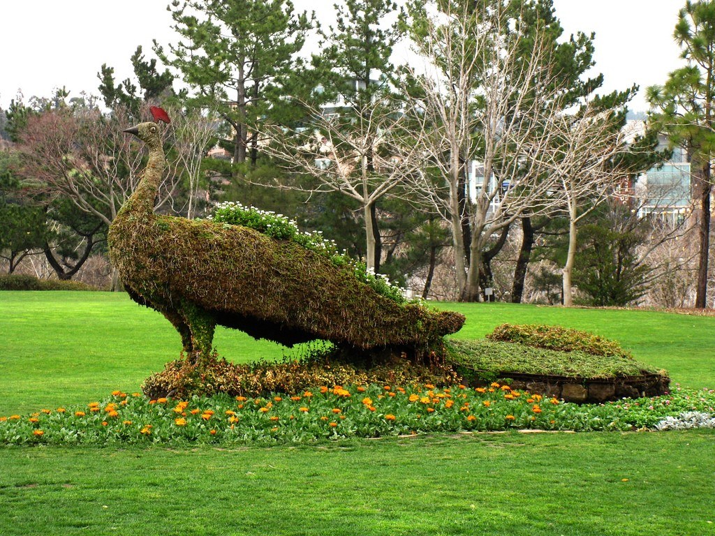 Topiary peacock in a park