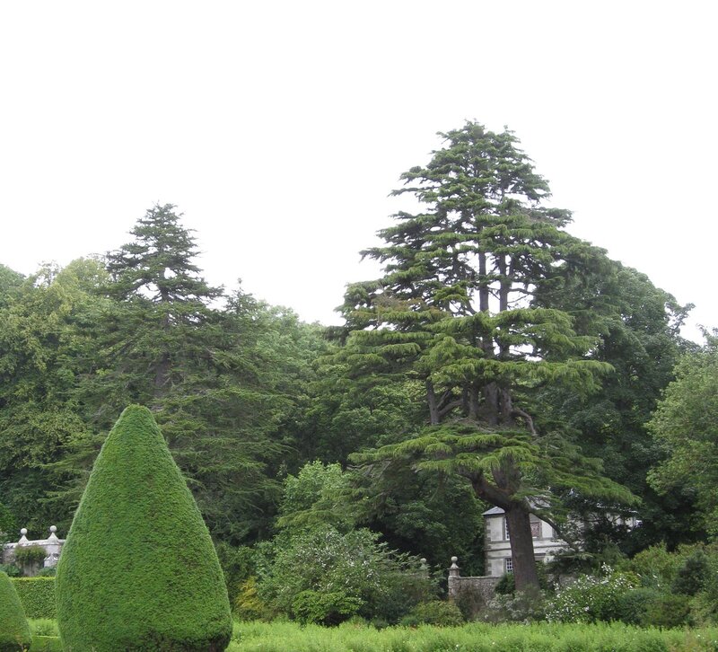 Topiary Tree in Garden