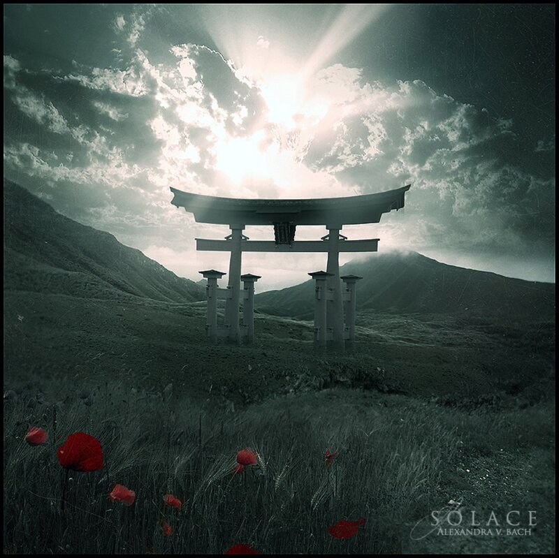 Torii Gate in Field