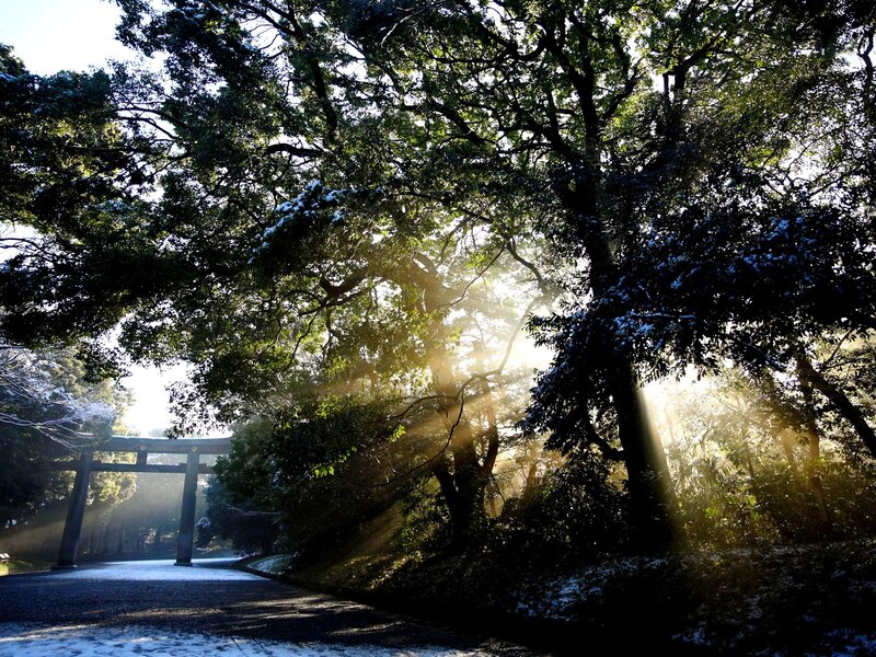 Torii Gate in Forest — Green