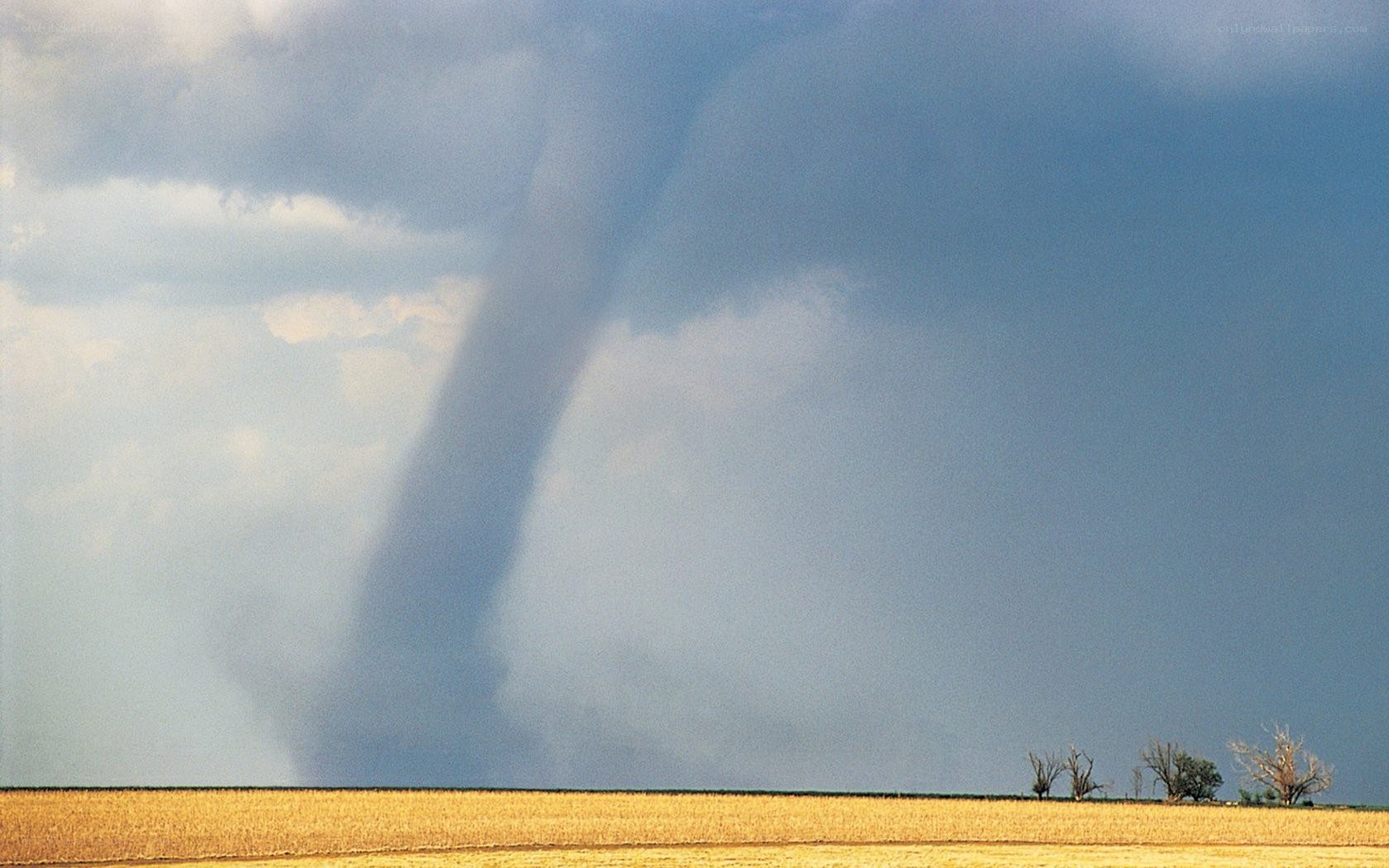 Tornado over a cornfield