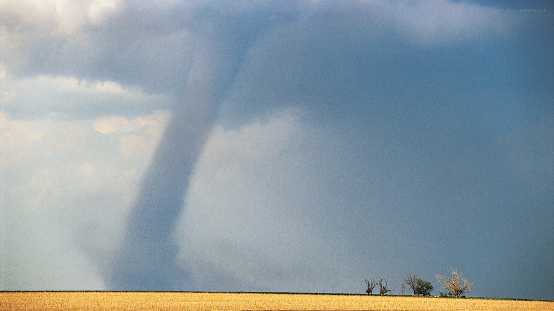 Tornado over a cornfield