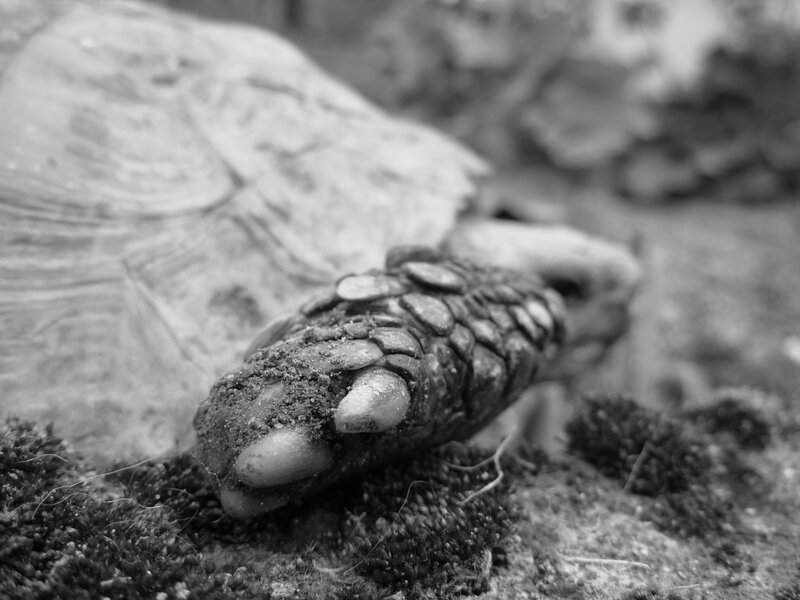 tortoise claw in soil