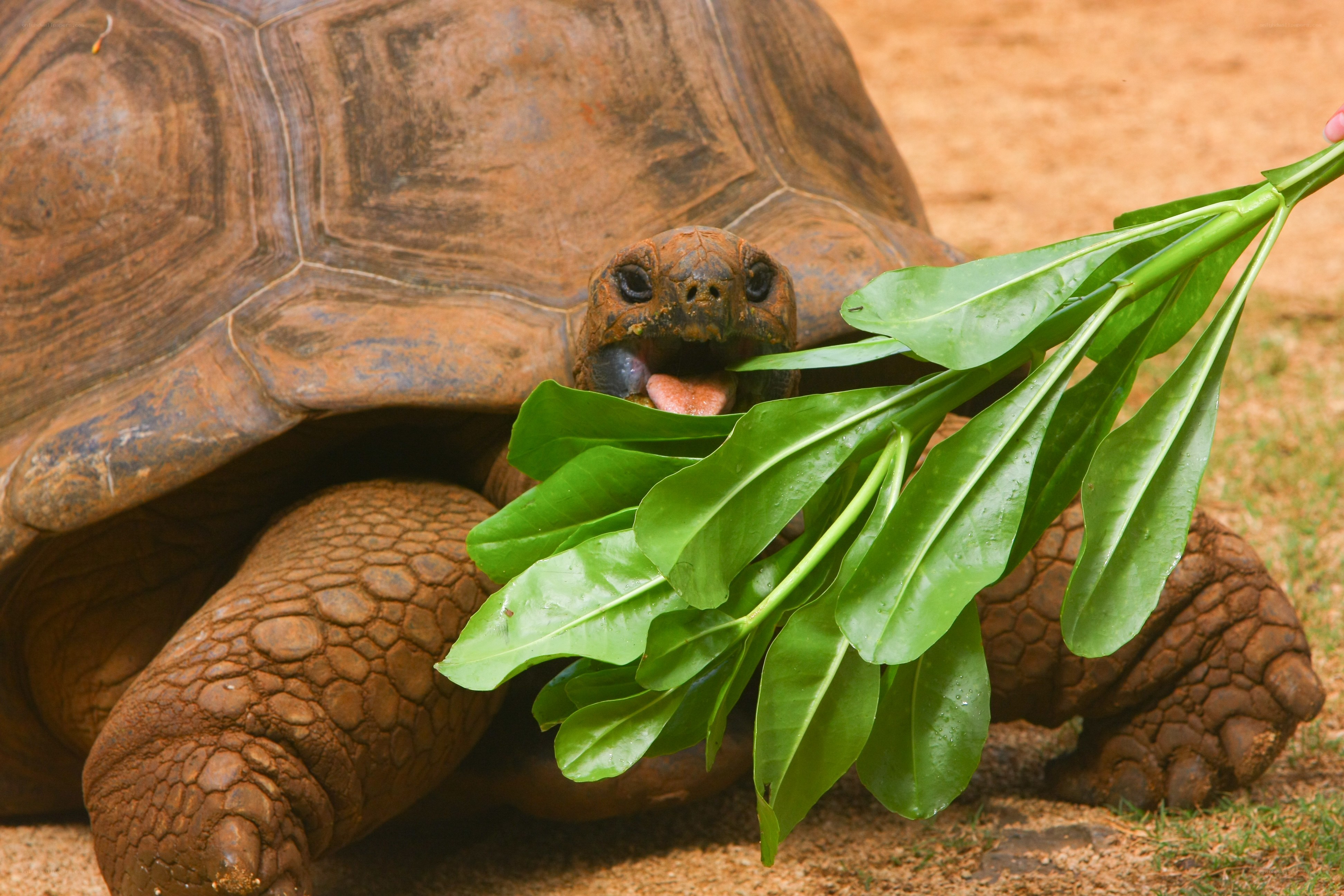 tortoise eating green leaves