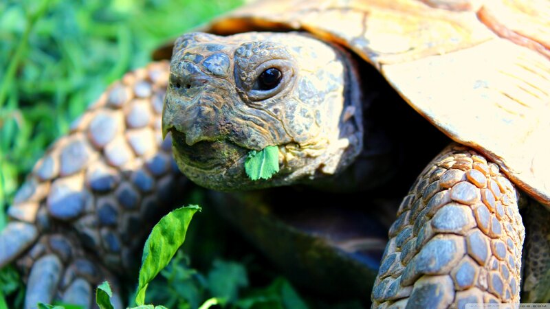 Tortoise Eating Leaf