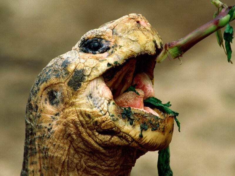 tortoise eating plant