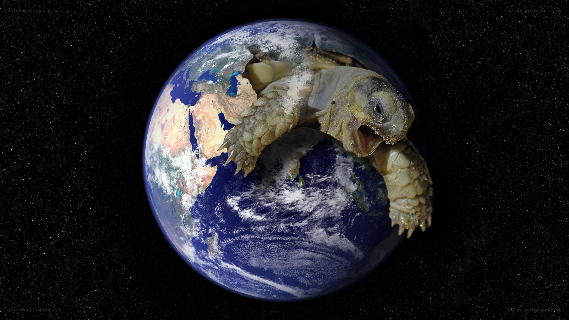 tortoise emerging from earth