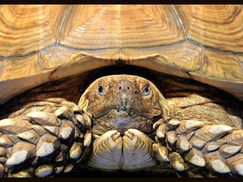 Tortoise Head and Front Legs