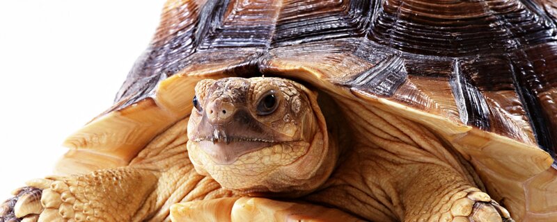 Tortoise Head and Shell