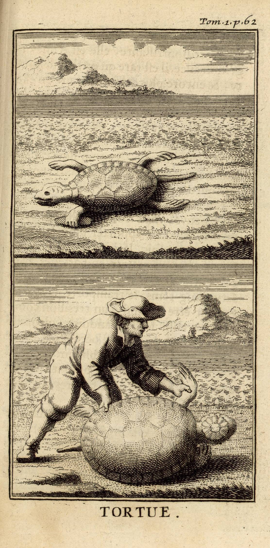 Tortoise illustration
