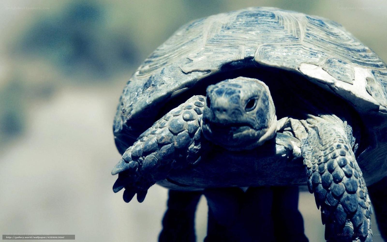 tortoise in close-up